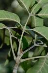 Fraxinus profunda (Bush) Bush