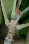 Fraxinus profunda (Bush) Bush