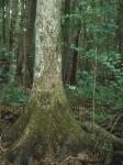 Fraxinus profunda (Bush) Bush