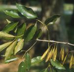 Fraxinus profunda (Bush) Bush