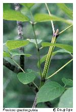Fraxinus quadrangulata Michx.