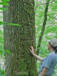Fraxinus quadrangulata Michx.