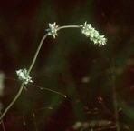 Froelichia gracilis (Hook.) Moq.
