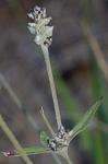 Froelichia gracilis (Hook.) Moq.