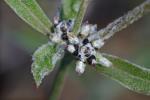 Froelichia gracilis (Hook.) Moq.