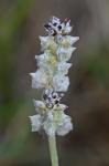 Froelichia gracilis (Hook.) Moq.