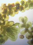 Frullania appalachiana R. M. Schuster