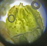 Frullania appalachiana R. M. Schuster