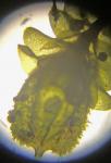 Frullania appalachiana R. M. Schuster
