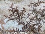 Frullania asagrayana Montagne