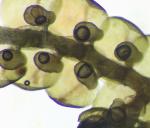 Frullania asagrayana Montagne