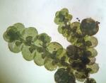 Frullania brittoniae A. Evans