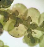 Frullania brittoniae A. Evans