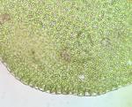 Frullania brittoniae A. Evans