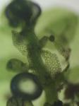 Frullania brittoniae A. Evans