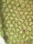 Frullania brittoniae A. Evans