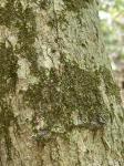 Frullania caulisequa (Nees) Nees