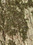 Frullania caulisequa (Nees) Nees