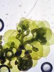 Frullania caulisequa (Nees) Nees