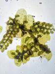 Frullania caulisequa (Nees) Nees