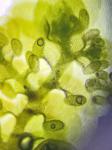 Frullania caulisequa (Nees) Nees