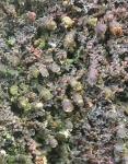 Frullania eboracensis Gottsche ssp. eboracensis