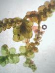 Frullania eboracensis Gottsche ssp. eboracensis