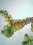 Frullania eboracensis Gottsche ssp. eboracensis
