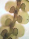 Frullania eboracensis Gottsche ssp. eboracensis