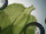 Frullania eboracensis Gottsche ssp. eboracensis