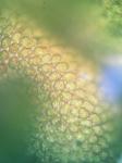 Frullania eboracensis Gottsche ssp. eboracensis