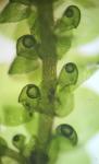 Frullania ericoides (Nees) Mont.