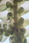 Frullania ericoides (Nees) Mont.