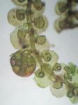 Frullania ericoides (Nees) Mont.