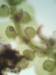 Frullania ericoides (Nees) Mont.