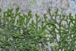 Frullania inflata Gottsche