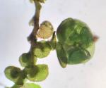 Frullania inflata Gottsche