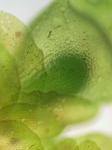 Frullania inflata Gottsche