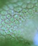 Frullania inflata Gottsche