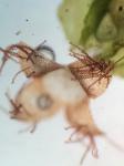 Frullania inflata Gottsche