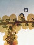 Frullania kunzei Lehmann & Lindberg