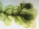 Frullania riparia Hampe ex Lehm.