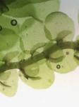 Frullania riparia Hampe ex Lehm.
