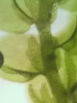 Frullania riparia Hampe ex Lehm.