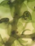 Frullania riparia Hampe ex Lehm.