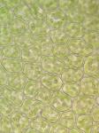 Frullania riparia Hampe ex Lehm.