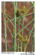 Fuirena squarrosa Michaux