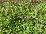 Fumaria muralis W.D.J. Koch ssp. muralis