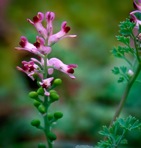 Fumaria officinalis L.