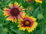 Gaillardia pulchella Foug. var. pulchella